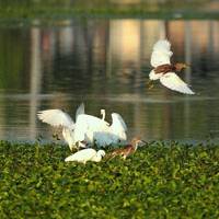 蠡湖鹭欢拍客西湖拍摄分享,鹭鸶头像图片,精彩拍摄，漂亮