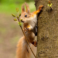 可爱的小松鼠头像,爬树的,吃东西的,耳小而圆,颈粗壮小松鼠头像