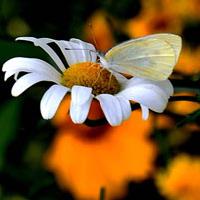 今天在小区拍的蝴蝶与花,很好看,给大家制作唯美蝴蝶qq头像图片