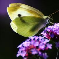 今天在小区拍的蝴蝶与花,很好看,给大家制作唯美蝴蝶qq头像图片