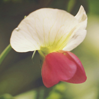 小清新豌豆角花朵头像图片,这种花儿你见过不