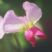 小清新豌豆角花朵头像图片,这种花儿你见过不