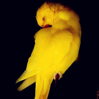 鹦鹉qq群头像图片,会说话的鹦鹉,羽毛艳丽、爱叫的鸟