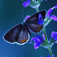 好看的蝴蝶qq头像图片,唯美蓝色 彩色太美丽了
