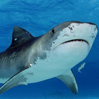 关于鲨鱼头像,鲨鱼的头像图片大全