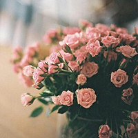 唯美花朵头像图片,幸福的日子,让我们和花相伴吧