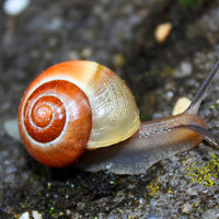 软体动物蜗牛个性头像_形状像小螺,颜色多样化