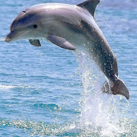 水生哺乳动物qq海豚头像图片_友善的形态和爱嬉闹性格