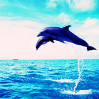 水生哺乳动物qq海豚头像图片_友善的形态和爱嬉闹性格