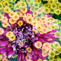 傲立风霜的秋菊,五颜六色的秋菊摄影高清图片