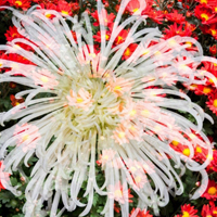 傲立风霜的秋菊,五颜六色的秋菊摄影高清图片