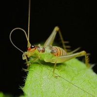 可爱七彩蟋蟀图片头像大全,蟋蟀是一种古老的昆虫
