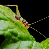 可爱七彩蟋蟀图片头像大全,蟋蟀是一种古老的昆虫