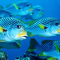 海洋生物多彩的鱼好看的头像图片,太美丽了