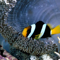 海洋生物多彩的鱼好看的头像图片,太美丽了