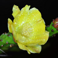 黄色的仙人掌花朵头像图片,淡黄褐色很好看的