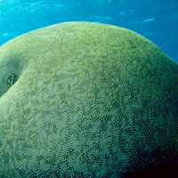 海底头像,海洋奇妙海底生物图片