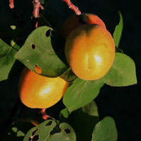 微信水果头像,挂满果实的杏树图片大全