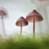 美丽的野蘑菇头像,清新小蘑菇高清图片下载