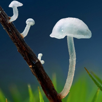 美丽的野蘑菇头像,清新小蘑菇高清图片下载