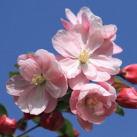 春天的海棠花,花姿潇洒,花开似锦温和而美丽