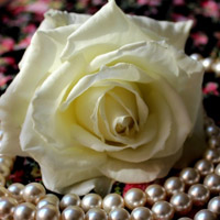 白玫瑰头像,纯洁的白玫瑰QQ头像图片