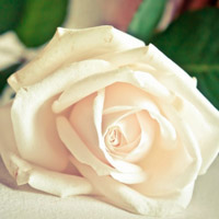白玫瑰头像,纯洁的白玫瑰QQ头像图片
