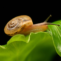 高清微距蜗牛,蜗牛背着重重的壳