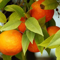 好吃又好看的橘子(桔子)还在树上的带叶子的