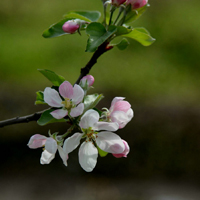 粉白色苹果花头像图片,朵朵花瓣是洁白的
