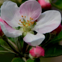 粉白色苹果花头像图片,朵朵花瓣是洁白的