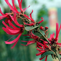 红继木高清花卉摄影QQ头像图片,红色的花朵