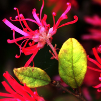 红继木高清花卉摄影QQ头像图片,红色的花朵