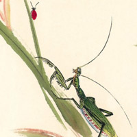 国画昆虫,适合爱好国画的朋友们专用的手绘头像图片