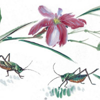 国画昆虫,适合爱好国画的朋友们专用的手绘头像图片