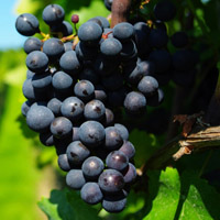 美味黑葡萄爱吃葡萄,喜欢水果的专用的头像图片