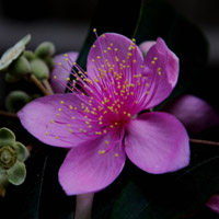 紫色桃金娘花朵图片,粉红色的花朵迎新年了