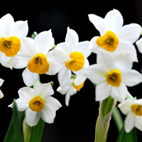 水仙花图片,白色的花瓣,黄色的花心,六个花瓣美极了