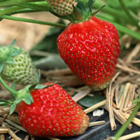 草莓头像,草莓头像图片,草莓水果特写