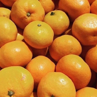 黄色的橘子图片,吃橘子的季节来了