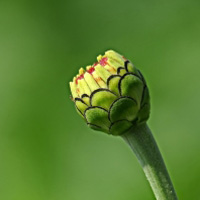 百日草花卉高清的,漂亮花朵头像图片