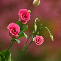 花卉自然淡雅的花朵QQ头像图片