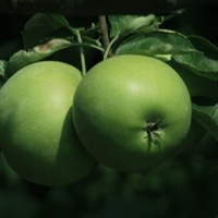 挂树上的青苹果吃在嘴里不是甜的是酸的