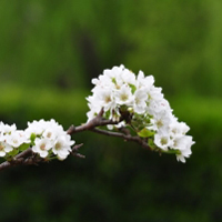 花卉图片雪白的梨花,梨花盛开的季节真美