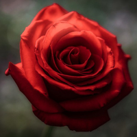 红玫瑰头像,鲜艳的红玫瑰头像唯美图片