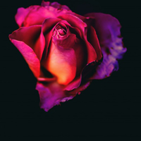红玫瑰头像,鲜艳的红玫瑰头像唯美图片
