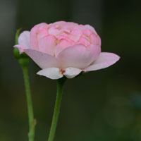 月季花头像大全 生命力旺盛的月季花图片