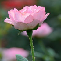 月季花头像大全 生命力旺盛的月季花图片