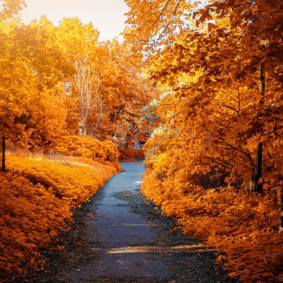 秋天树林风景头像，换上了金灿灿的新衣
