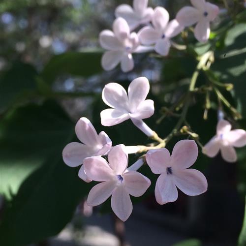 适合做头像的花朵图片，中年人女生妈妈最适合使用的